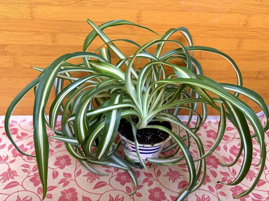 Хлорофітум кучерявий папоротник кучерявий примуліна  хлорофитум примул