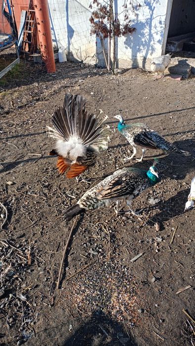 Sprzedam pawie zeszłoroczne.