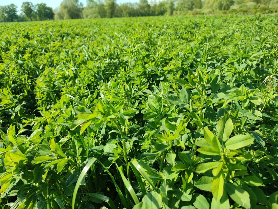 Sianokiszonka Lucerki