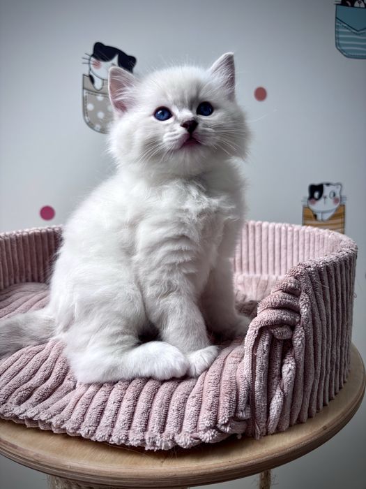 Kocurek  Ragdoll po Grand Inter Championie