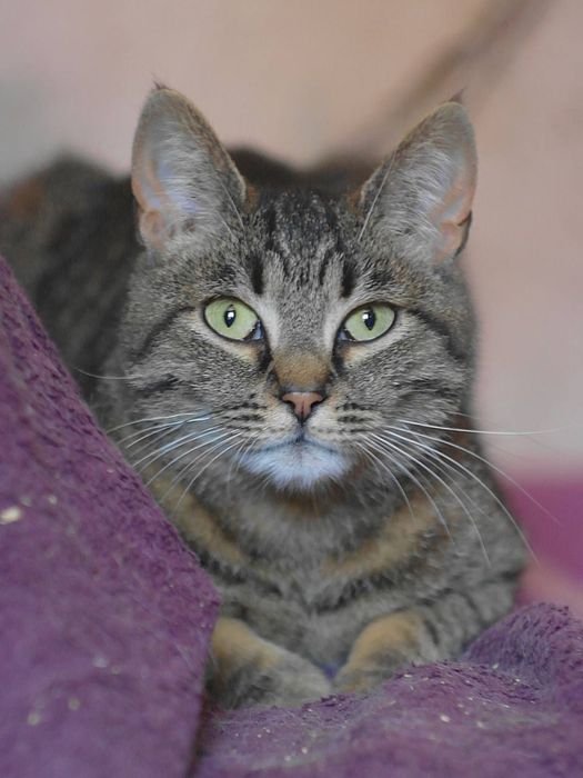 Кішка молода смугаста коричнева сіра шукає дім