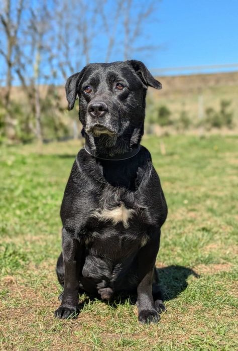 Syriusz - czarny Labrador do adopcji!
