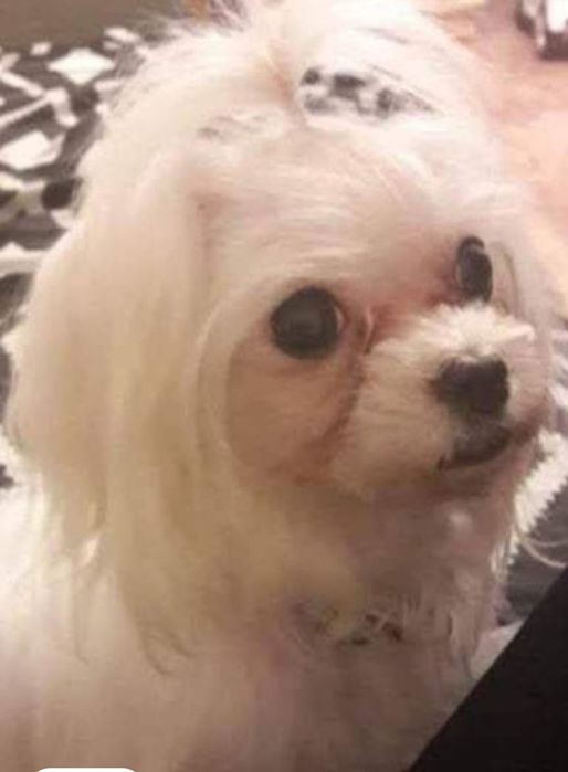 Maltipoo - suczka red
