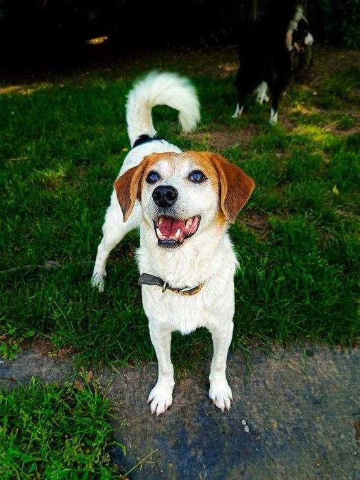 Brawurka -kochająca człowieka ponad wszystko suczka szuka domu