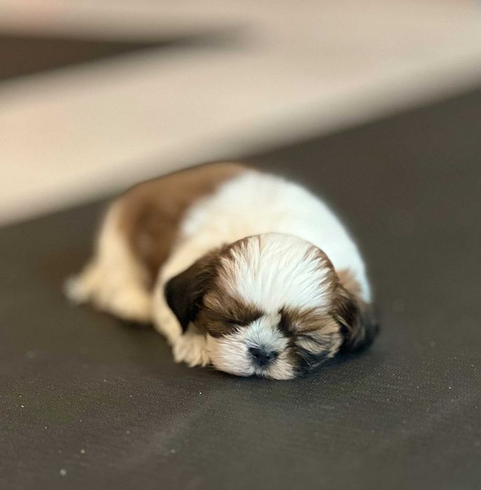 Suczka Shih Tzu- dostępna od 25.10.2026r.
