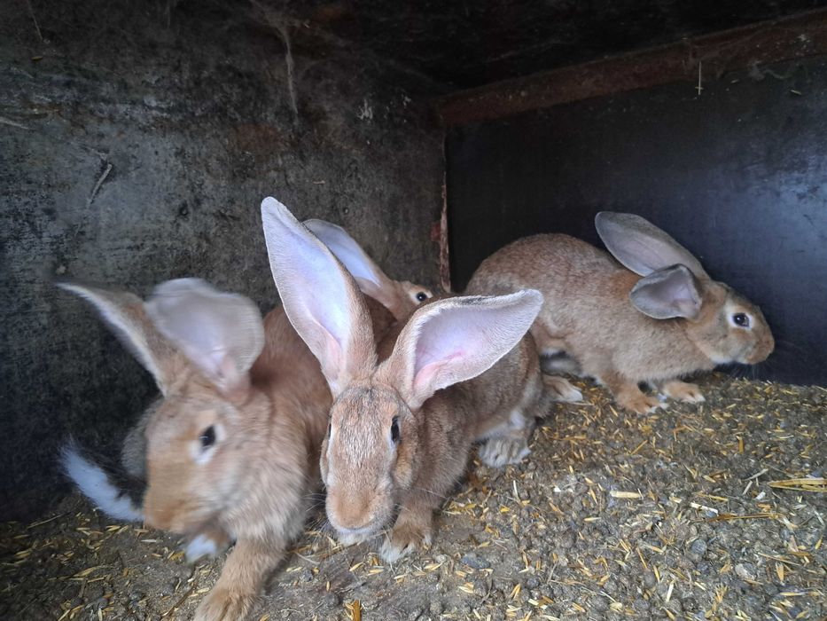 Kroliki samce samice