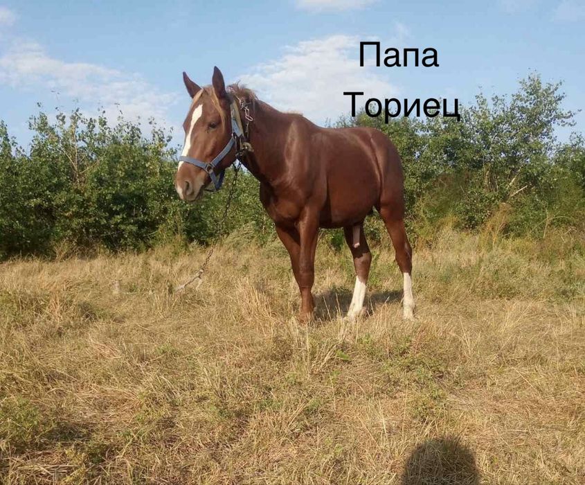 Жеребчик 10 місяців. От гарних  батьків. Буде машина)