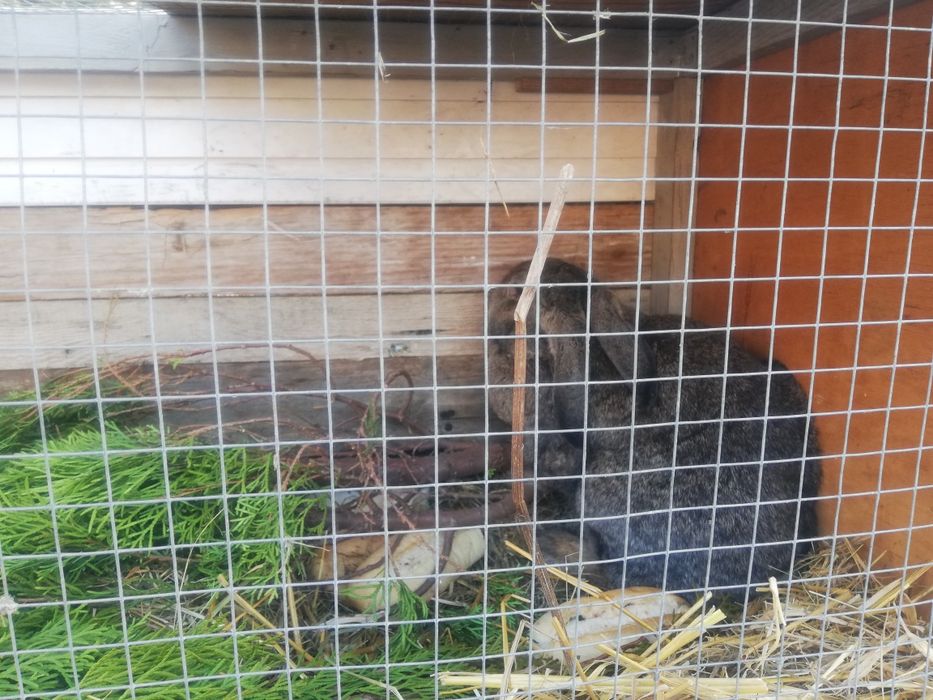 Samica gotowa do legow