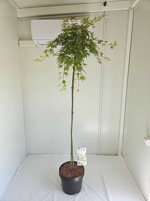 Klon palmowy szczepiony Sango-kaku na pniu – Acer palmatum