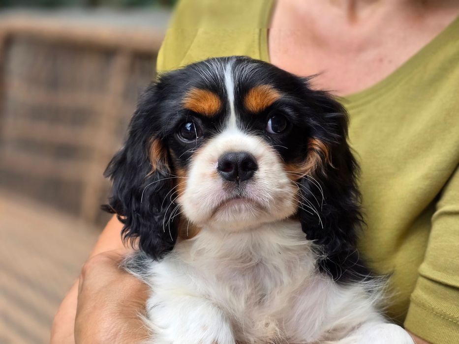 Piesek cavalier rodowód ZKwP/FCI