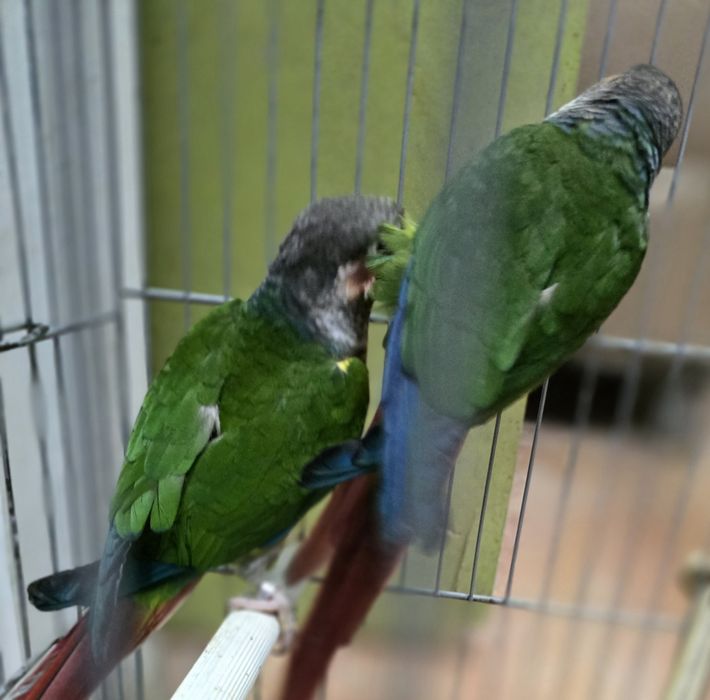 Pyrrhuras casal pronto a criar