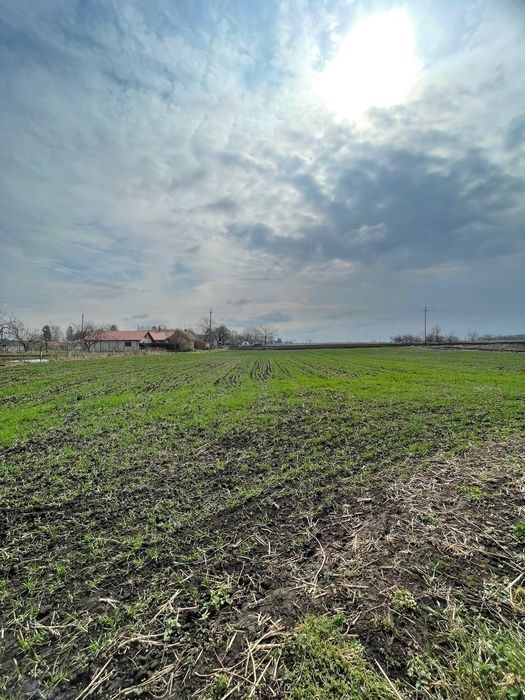 Продаж земельної ділянки 50 сот у центрі с. Несвіч. З БУДИНКОМ!