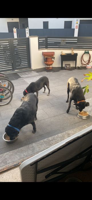 Pet sitting acessível cascais: estadias, visitas, passeios e pet táxi.