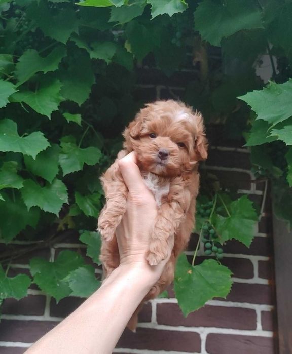 Найсолодша маленька дизайн-паняночка red caramel&white PomaPoo з Києва