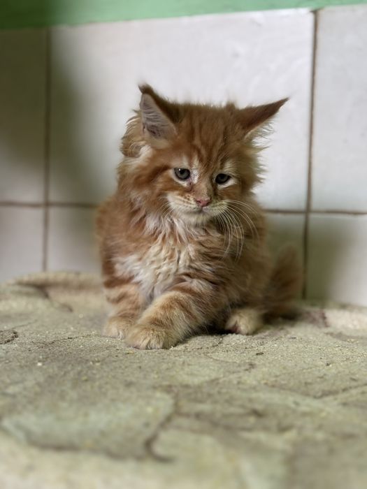 Котики муркотики.