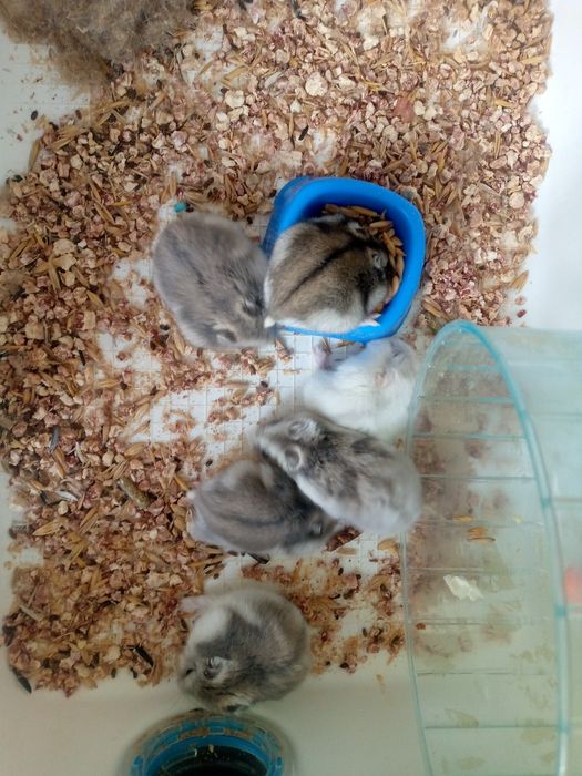 Джунгарскией хомяк