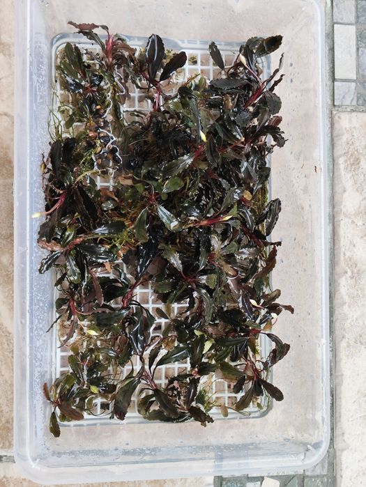 Bucephalandras, anubias Nana, vários tamanhos Promoção!