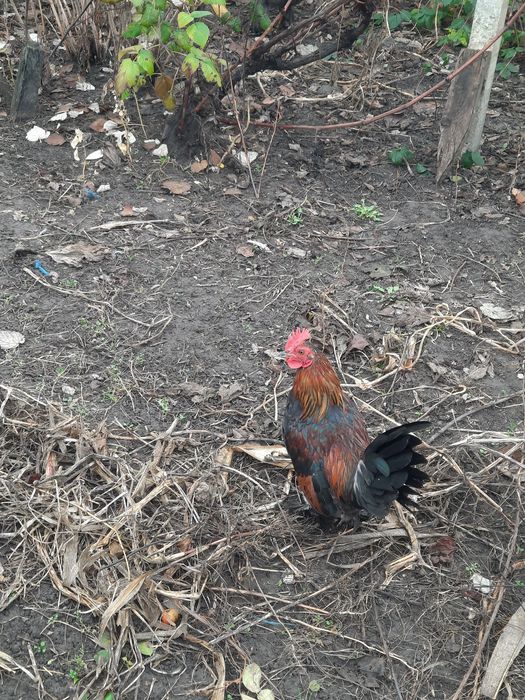 Продам декоративних півників