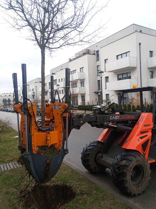 Przesadzanie drzew, przesadzarka do drzew, wiertnica glebowa