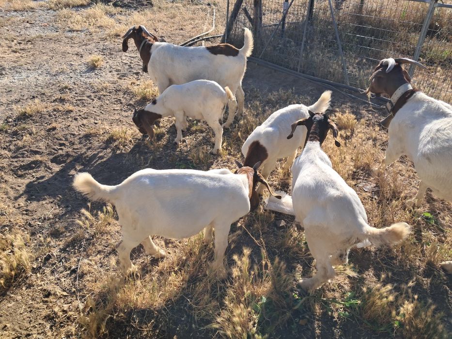 Vendo machos boer puros
