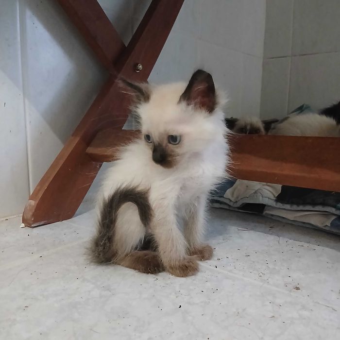 Gatinhos para adoção responsável