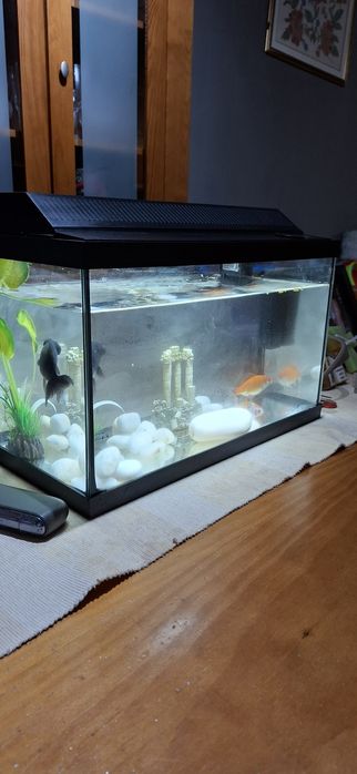 Vendo Aquário com peixes