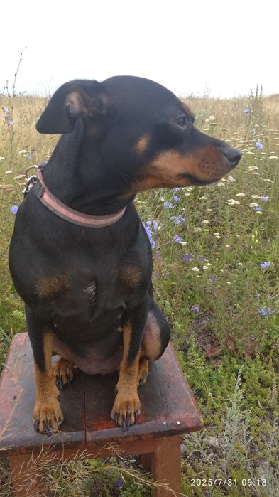 Собачка на вязку.