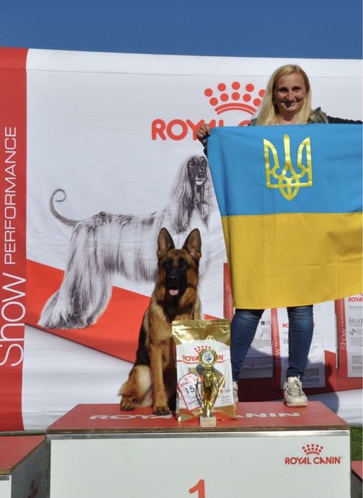 Розплідник німецьких вівчарок КСУ