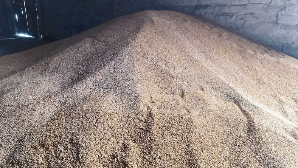 Продам яру тверду пшеницю