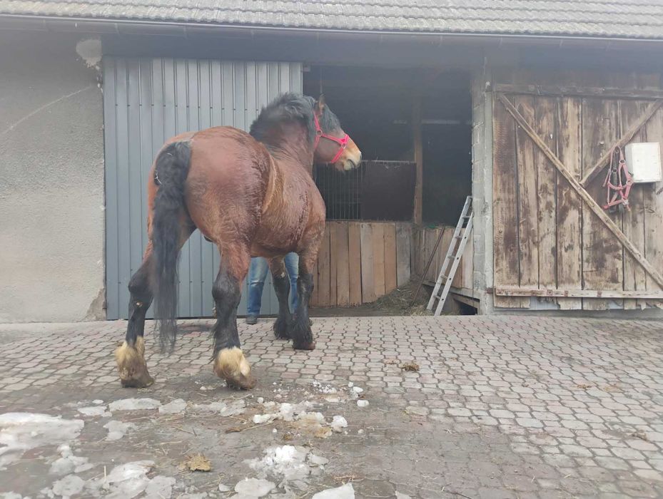 Sprzedam Ogiera Zimnokristego