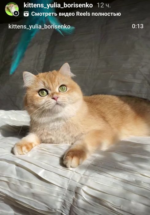 Ручные лапулички, нежные котята золотая шиншилла