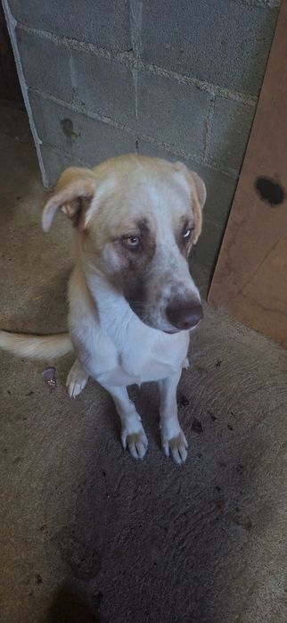 2 cães jovens de olhos azuis