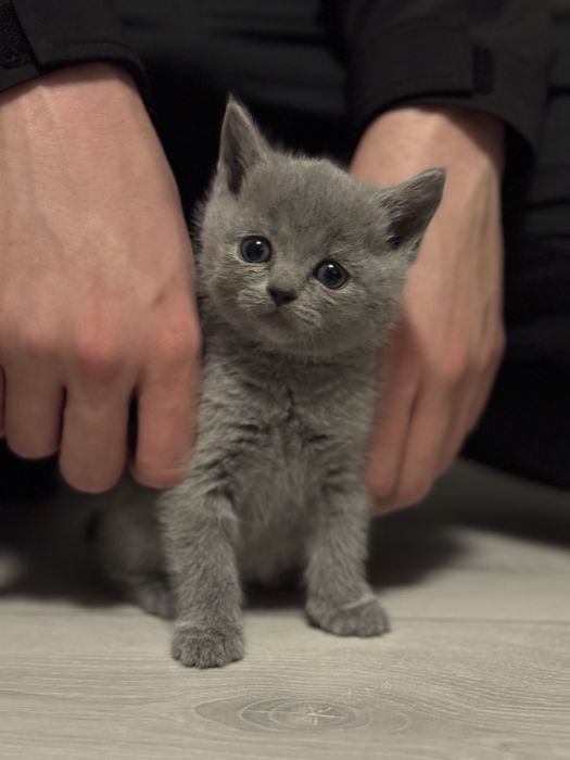 Котенята від Британської кішки