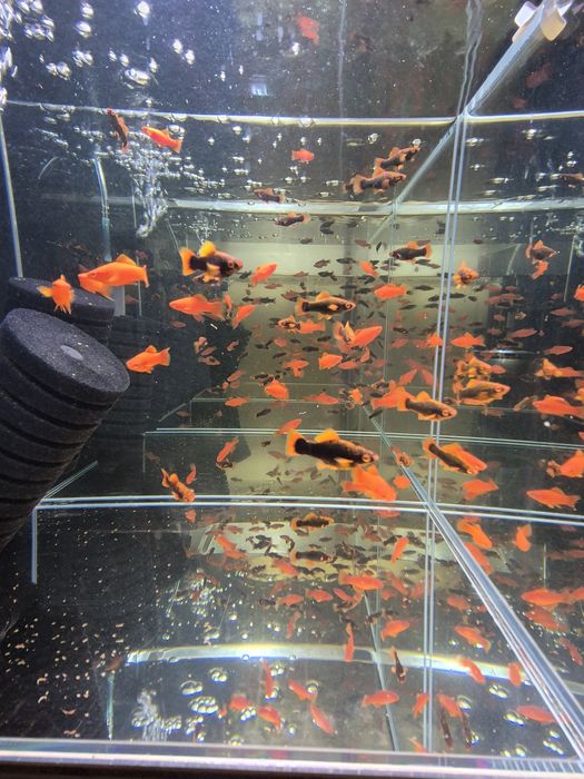 Red Alpha cały miot 2 cm Okazja