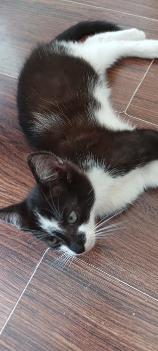 Kochany kotek(kocurek) urodzony w niedzielę/przynosi szczęście:)