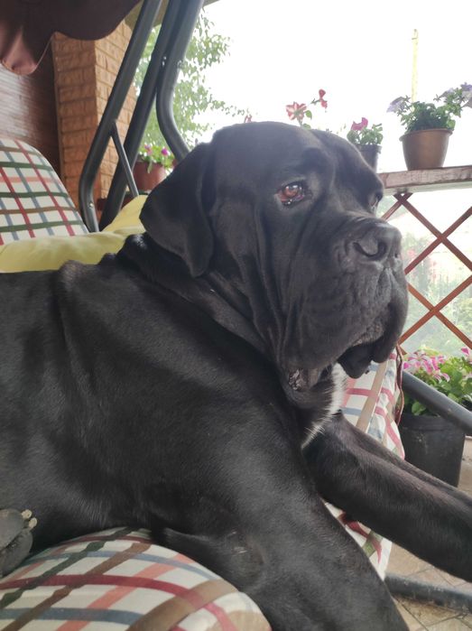 В'язка. Кане корсо. Красень з документами КСУ, чекає свою красуню.