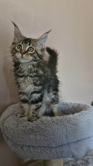 Femia    MAINE COON  com  LOP (negociavel)