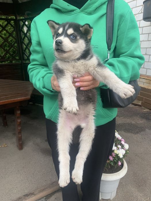 Продам щенят Хаскі