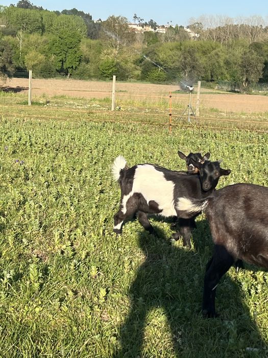 Cabras anas macho e femeas