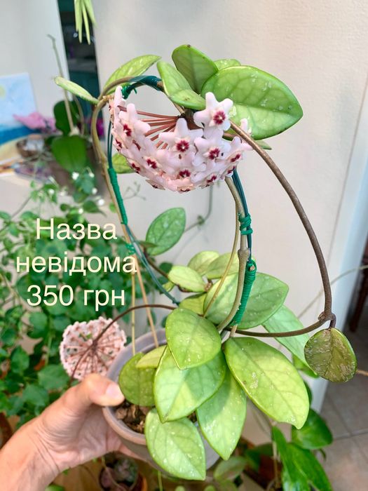 Хойя доросла квітуча