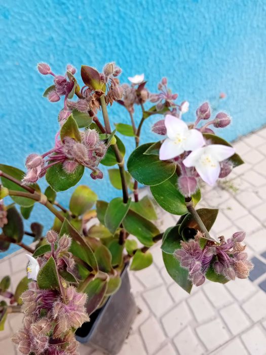 Tradescantia Callizia Repens