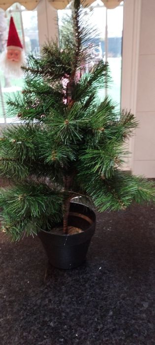 Vaso de adorno com planta