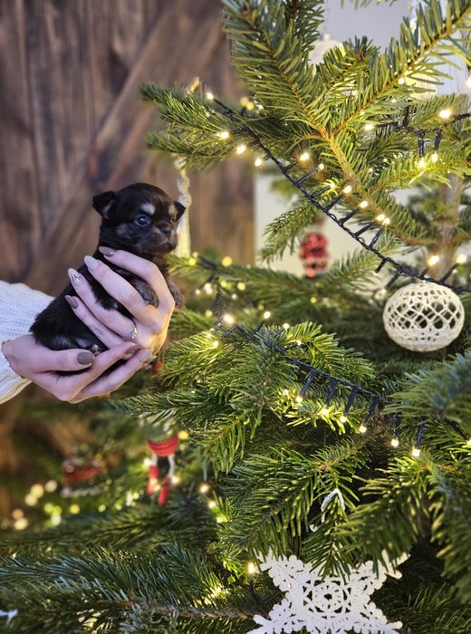 Chihuahua piękna suczka dlugowłosa