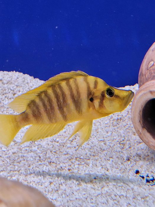 Rybki dorosłe Altolamprologus Com Mandarin ,,Tanganika Koło''