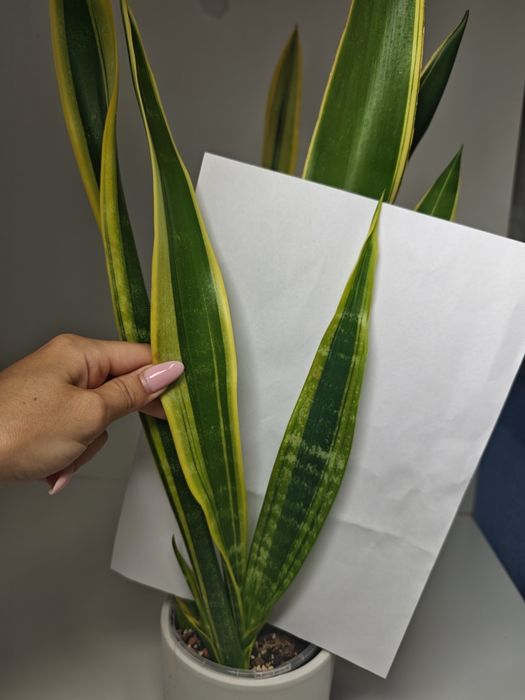 Sansevieria Lillian true