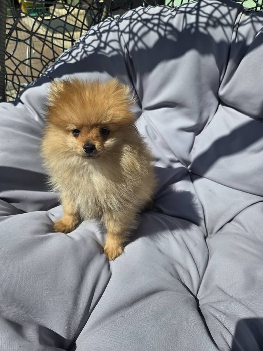Pomeranian boo aktualne