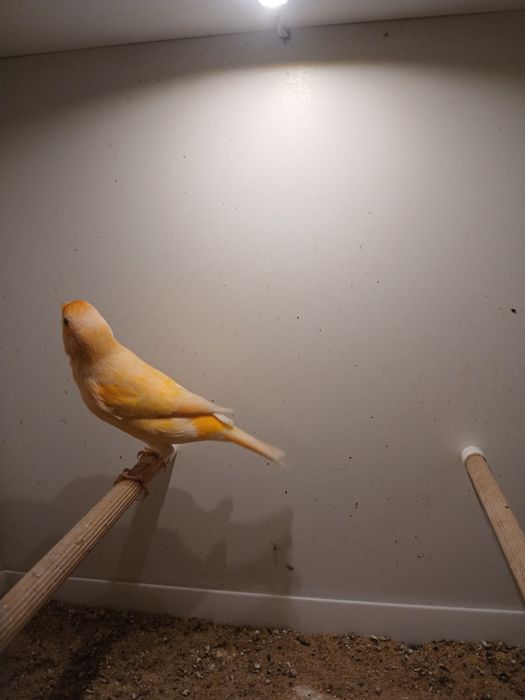 Kanarki samce na śpiewie