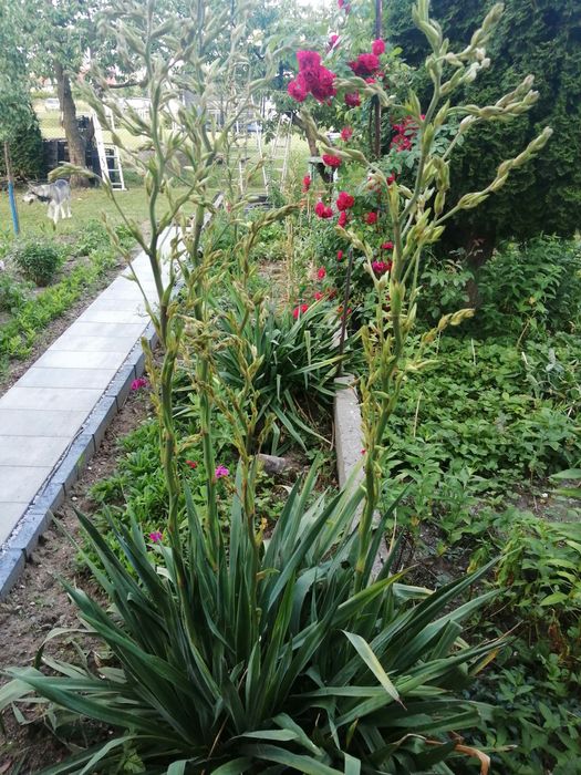 Juka ogrodowa - sadzonki