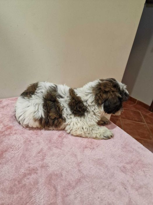 shih Tzu cor rara chocolate de excelência e de porte pequeno