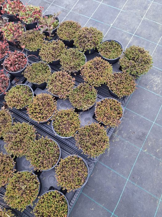 Coberturas verdes / sedum / telhados verdes
